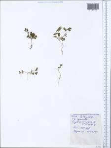 Vicia lathyroides L., Crimea (KRYM) (Russia)