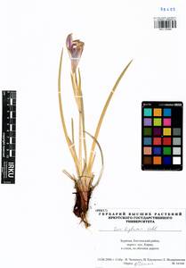 Iris lactea f. biglumis (Vahl) Kitag., Siberia, Baikal & Transbaikal region (S4) (Russia)
