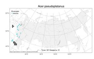 Acer pseudoplatanus L., Atlas of the Russian Flora (FLORUS) (Russia)