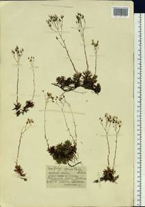 Saxifraga bronchialis subsp. bronchialis, Siberia, Baikal & Transbaikal region (S4) (Russia)