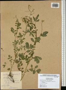 Cardamine amara L., Eastern Europe, Central region (E4) (Russia)