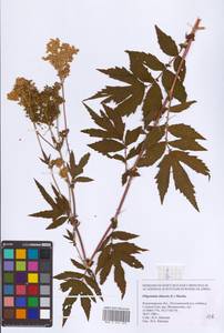 Filipendula ulmaria (L.) Maxim., Eastern Europe, Central region (E4) (Russia)