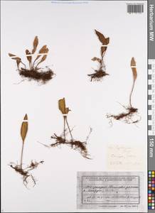 Pyrrosia petiolosa (Christ) Ching, Siberia, Russian Far East (S6) (Russia)