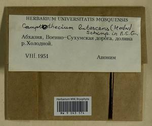 Homalothecium lutescens (Hedw.) H. Rob., Bryophytes, Bryophytes - Transcaucasia (B13) (Abkhazia)