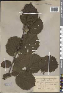Corylus avellana L., Caucasus, Krasnodar Krai & Adygea (K1a) (Russia)