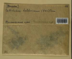 Callicladium haldaneanum (Grev.) H.A. Crum, Bryophytes, Bryophytes - Krasnoyarsk Krai, Tyva & Khakassia (B17) (Russia)