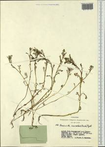 Matricaria discoidea DC., Siberia, Altai & Sayany Mountains (S2) (Russia)