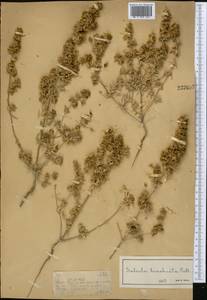 Pyankovia brachiata (Pall.) Akhani & Roalson, Middle Asia, Muyunkumy, Balkhash & Betpak-Dala (M9) (Kazakhstan)