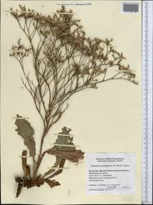 Limonium sareptanum (A. K. Becker) Gams, Middle Asia, Caspian Ustyurt & Northern Aralia (M8) (Kazakhstan)