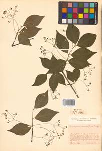 Euonymus macropterus Rupr., Siberia, Russian Far East (S6) (Russia)