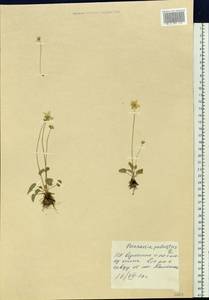 Parnassia palustris L., Siberia, Altai & Sayany Mountains (S2) (Russia)