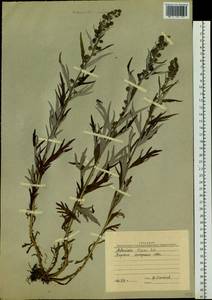 Artemisia tilesii Ledeb., Eastern Europe, Northern region (E1) (Russia)