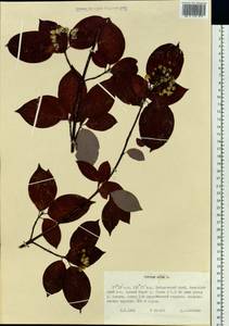 Cornus alba L., Siberia, Russian Far East (S6) (Russia)