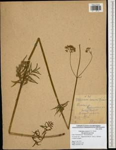 Valeriana rossica P. A. Smirn., Eastern Europe, Central region (E4) (Russia)