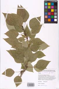 Populus tremuloides Michx., Eastern Europe, Central region (E4) (Russia)