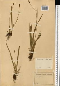 Carex pilosa Scop., Eastern Europe, Moscow region (E4a) (Russia)