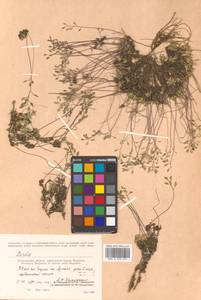 Draba magadanensis Berkut. & A. P. Khokhr., Siberia, Chukotka & Kamchatka (S7) (Russia)