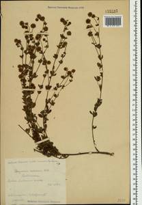 Dorycnium pentaphyllum subsp. herbaceum (Vill.)Rouy, Crimea (KRYM) (Russia)