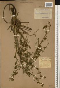 Xanthoselinum alsaticum (L.) Schur, Eastern Europe, South Ukrainian region (E12) (Ukraine)