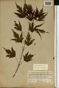Acer saccharinum L., Eastern Europe, Moscow region (E4a) (Russia)