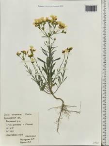 Linum ucranicum Czern. ex Gruner, Eastern Europe, Central forest-and-steppe region (E6) (Russia)