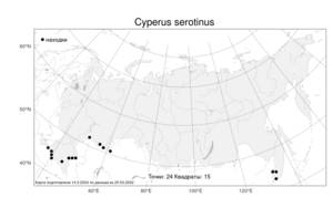 Cyperus serotinus Rottb., Atlas of the Russian Flora (FLORUS) (Russia)