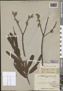 Salix viminalis L., Siberia, Central Siberia (S3) (Russia)