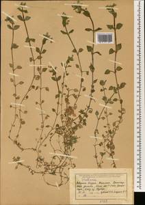 Stellaria, South Asia, South Asia (Asia outside ex-Soviet states and Mongolia) (ASIA) (India)