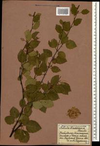 Betula raddeana Trautv., Caucasus, Stavropol Krai, Karachay-Cherkessia & Kabardino-Balkaria (K1b) (Russia)