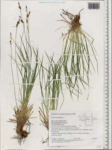 Carex montana L., Eastern Europe, Central region (E4) (Russia)