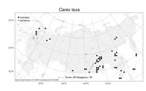 Carex laxa Wahlenb., Atlas of the Russian Flora (FLORUS) (Russia)