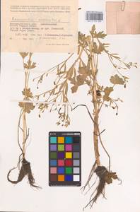 Ranunculus sceleratus L., Eastern Europe, Lower Volga region (E9) (Russia)