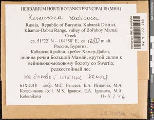 Lescuraea radicosa (Mitt.) Mönk., Bryophytes, Bryophytes - Baikal & Transbaikal regions (B18) (Russia)