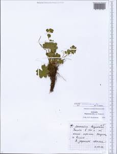 Alchemilla kvarkushensis Juz., Eastern Europe, Eastern region (E10) (Russia)