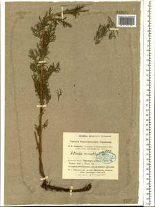 Artemisia macrantha Ledeb., Siberia, Altai & Sayany Mountains (S2) (Russia)