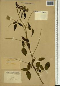 Bituminaria bituminosa (L.)C.H.Stirt., South Asia, South Asia (Asia outside ex-Soviet states and Mongolia) (ASIA) (Russia)
