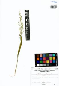 Milium effusum L., Siberia, Baikal & Transbaikal region (S4) (Russia)