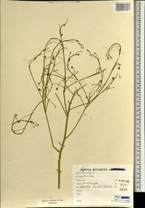 Crambe, South Asia, South Asia (Asia outside ex-Soviet states and Mongolia) (ASIA) (Iran)