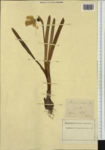 Narcissus bicolor L., Western Europe (EUR) (France)