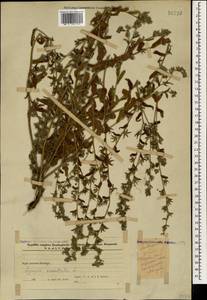 Lycopsis arvensis subsp. orientalis (L.) Kusn., Caucasus, Azerbaijan (K6) (Azerbaijan)