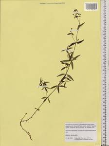 Galium boreale L., Siberia, Baikal & Transbaikal region (S4) (Russia)