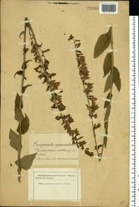 Campanula rapunculoides L., Eastern Europe, Latvia (E2b) (Latvia)