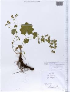 Alchemilla rhiphaea Juz., Eastern Europe, Eastern region (E10) (Russia)