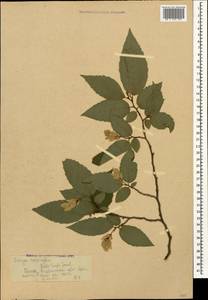 Ostrya carpinifolia Scop., Caucasus, Krasnodar Krai & Adygea (K1a) (Russia)