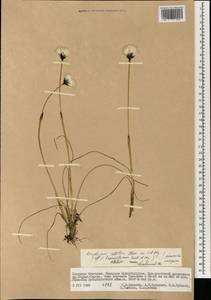Eriophorum callitrix Cham. ex C.A.Mey., Mongolia (MONG) (Mongolia)