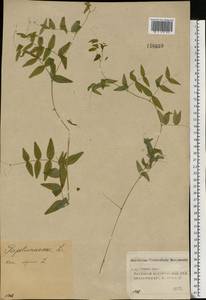 Vicia sepium L., Eastern Europe, Volga-Kama region (E7) (Russia)