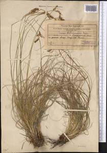 Carex litvinovii Kük., Middle Asia, Western Tian Shan & Karatau (M3) (Uzbekistan)
