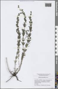 Galium verum subsp. verum, Eastern Europe, Middle Volga region (E8) (Russia)