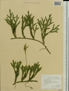 Lycopodium clavatum L., Eastern Europe, Central region (E4) (Russia)