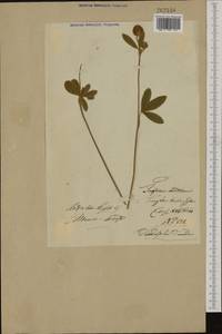 Trifolium montanum L., Eastern Europe, Lithuania (E2a) (Lithuania)